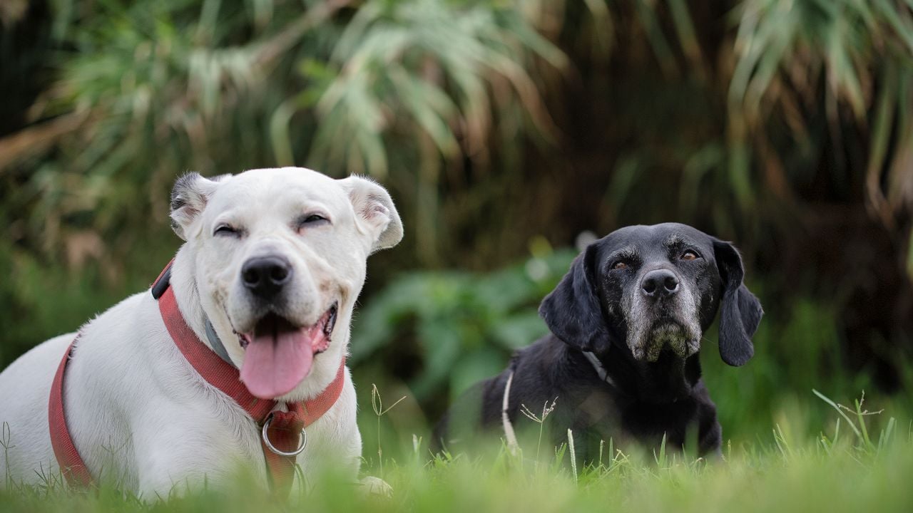 happy dog, sad dog
