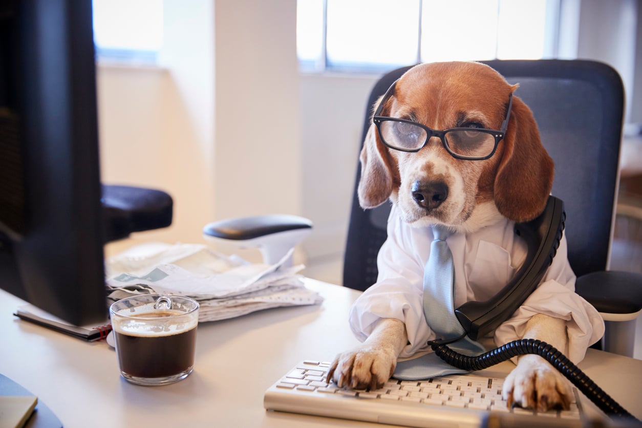 Beagle dressed up as Business man