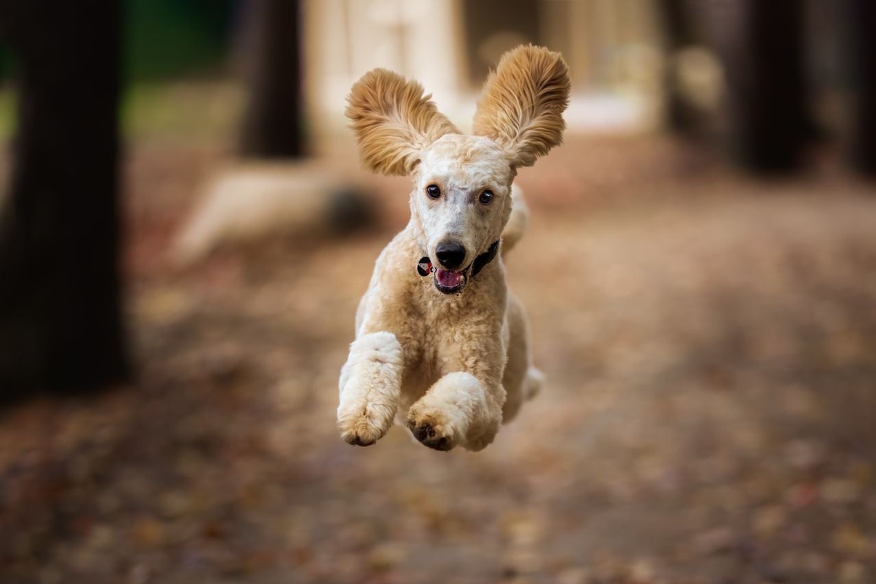 dog leaping in the air