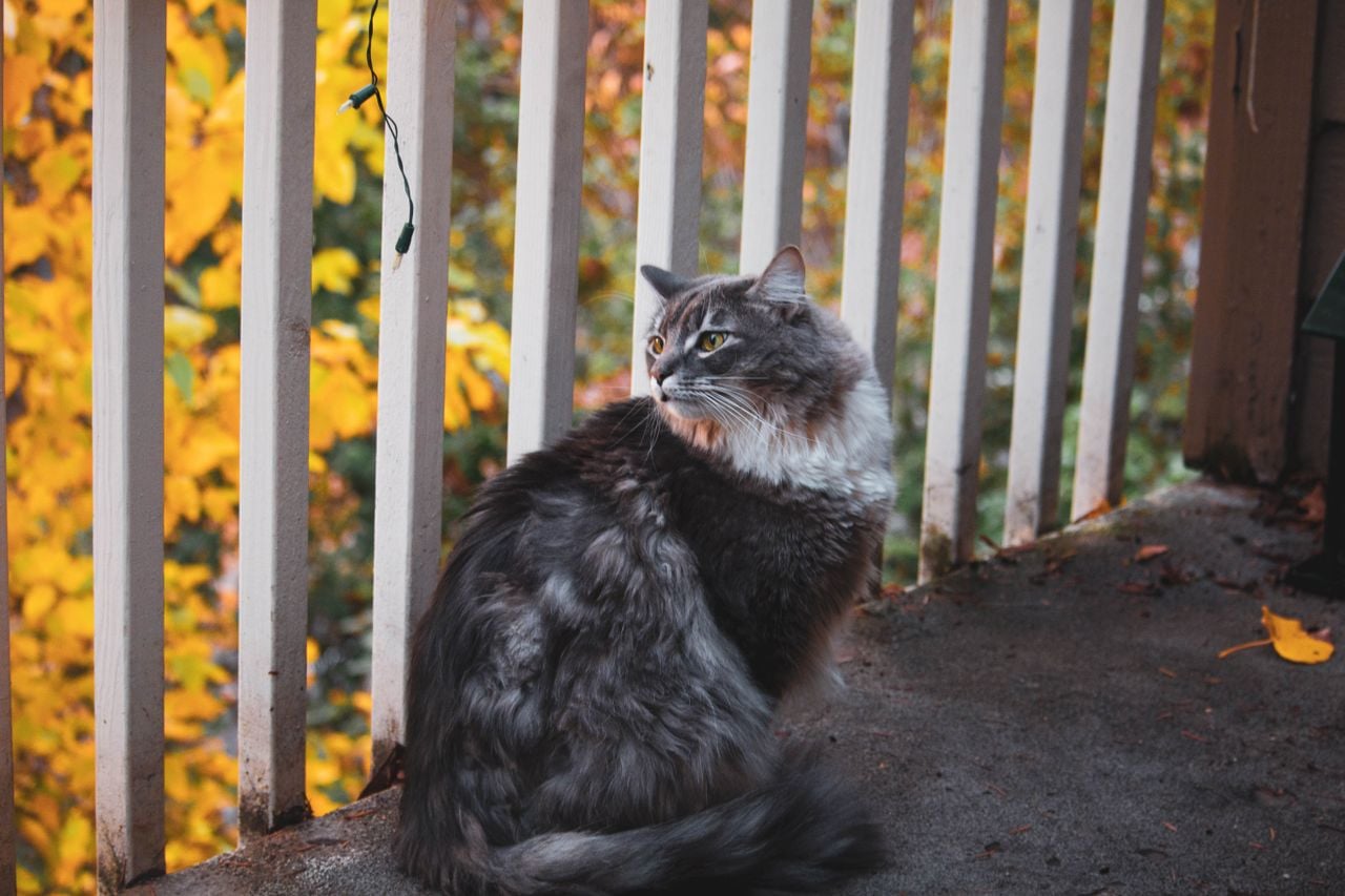 cat on a porch in autumn