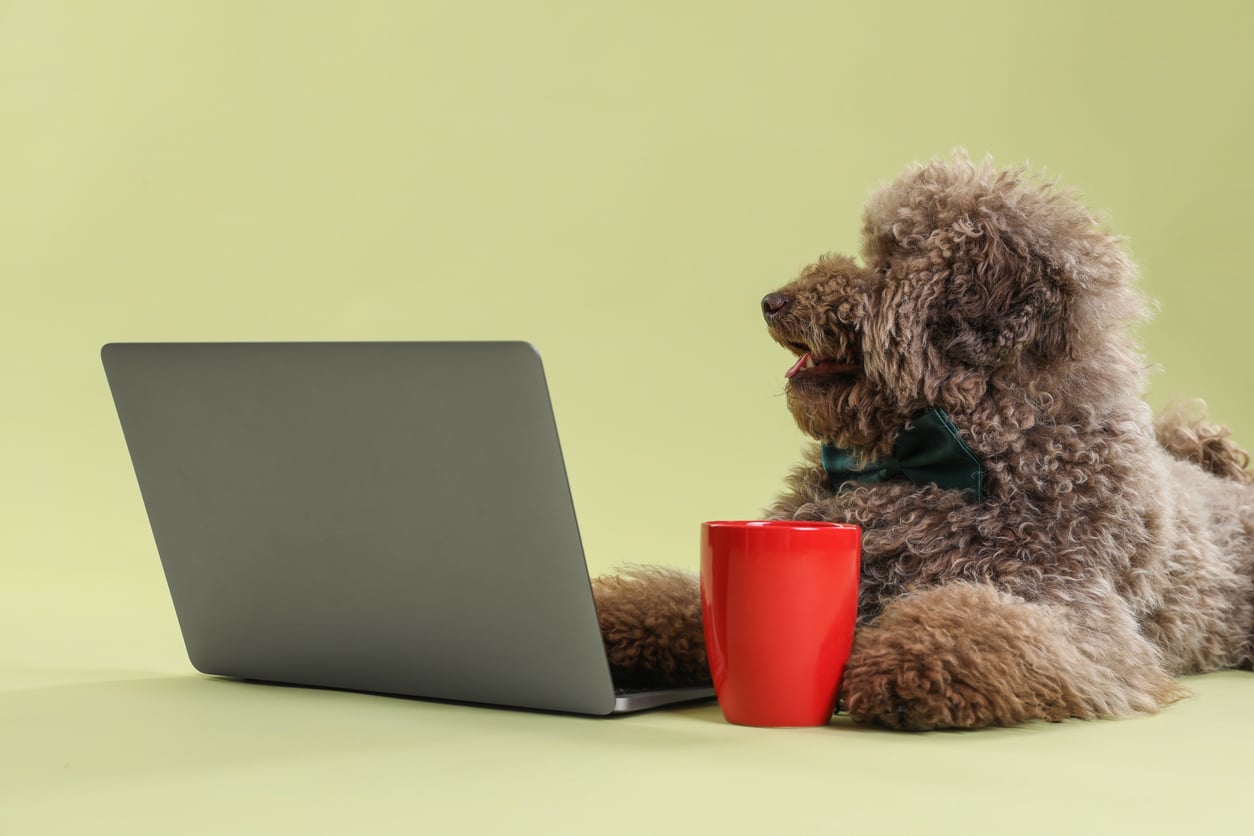 poodle on the computer