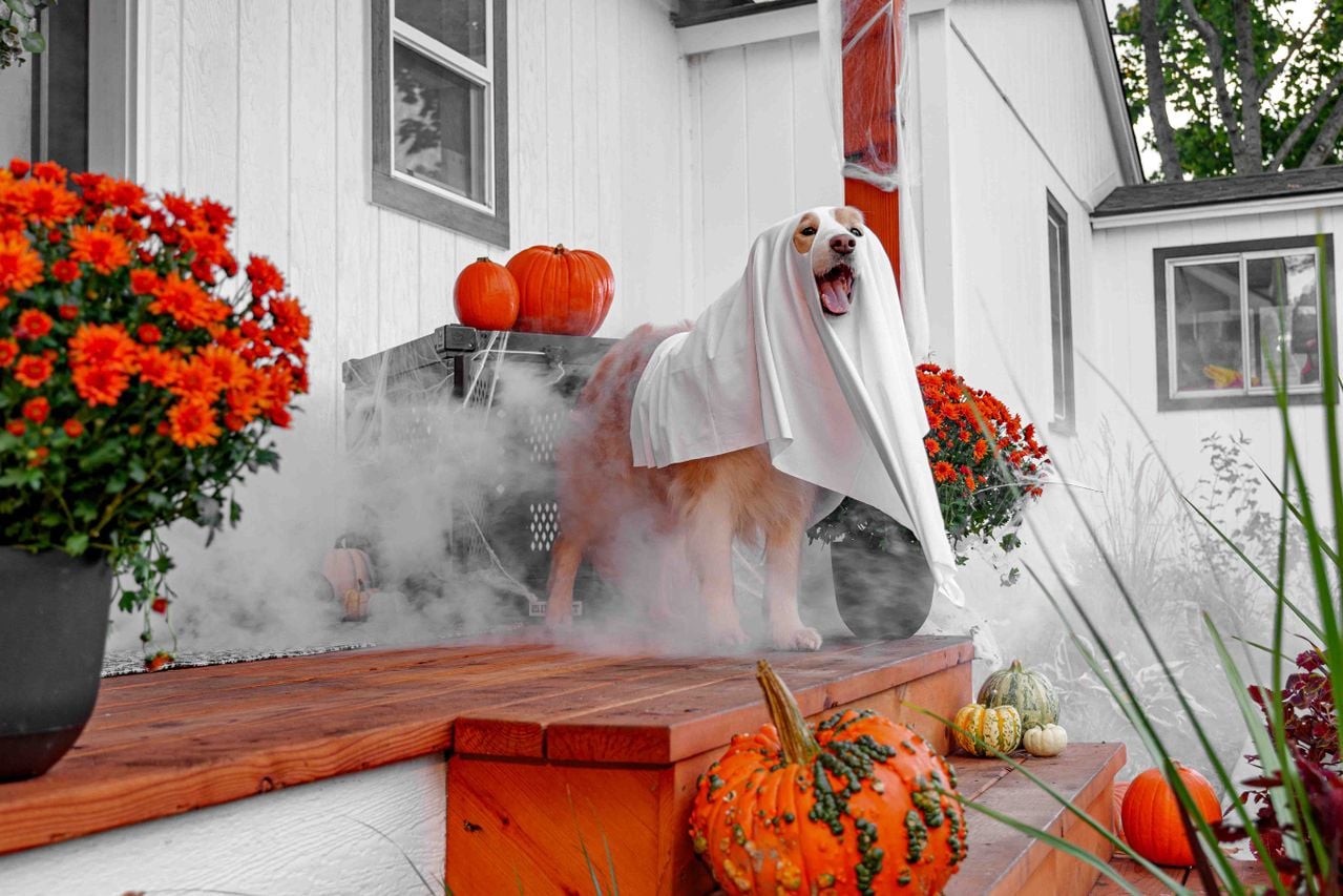 dog in ghost costume on porch decorated for Halloween