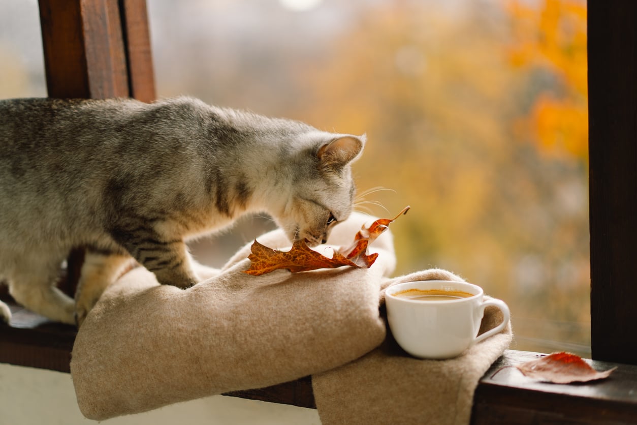 cat in a windowsill with coffee, fall leaves